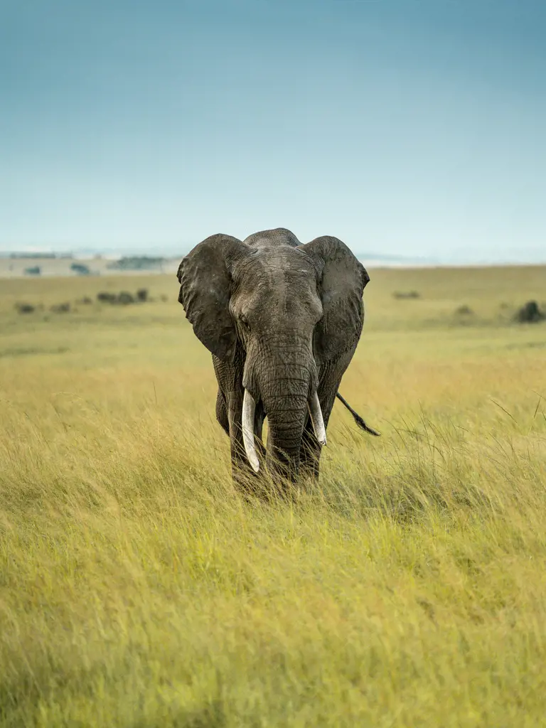 Premium-Reise zu den Schätzen Kenias